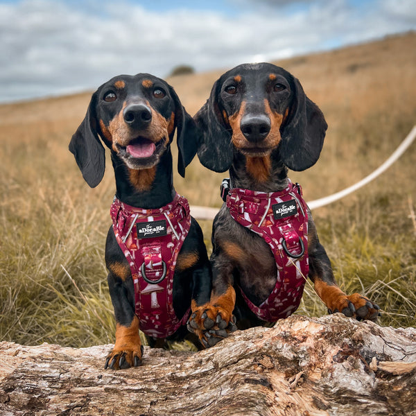 Hike & Go Lite™ Harness - Mulberry Mushrooms