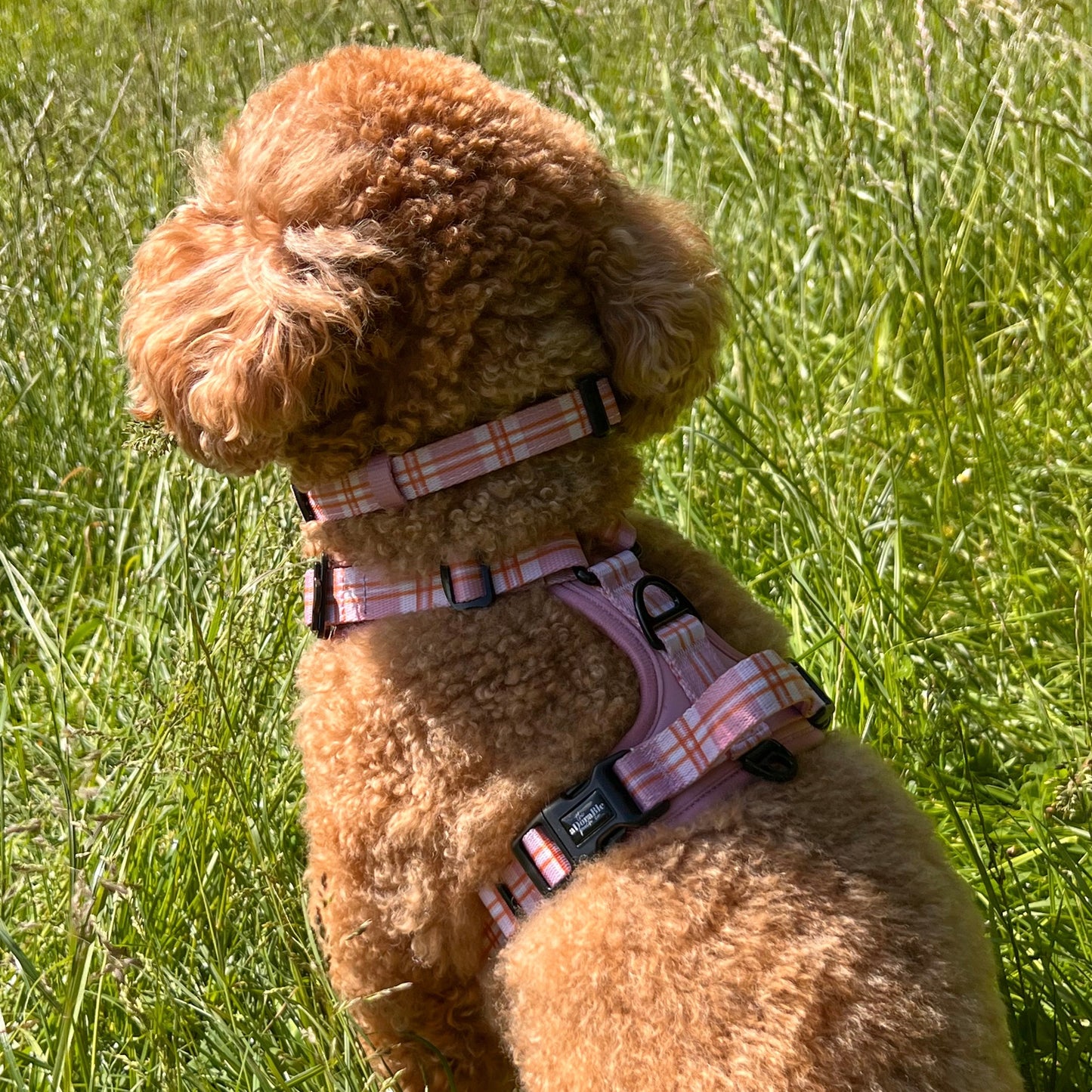 Heritage Collar - Strawberry Cottage