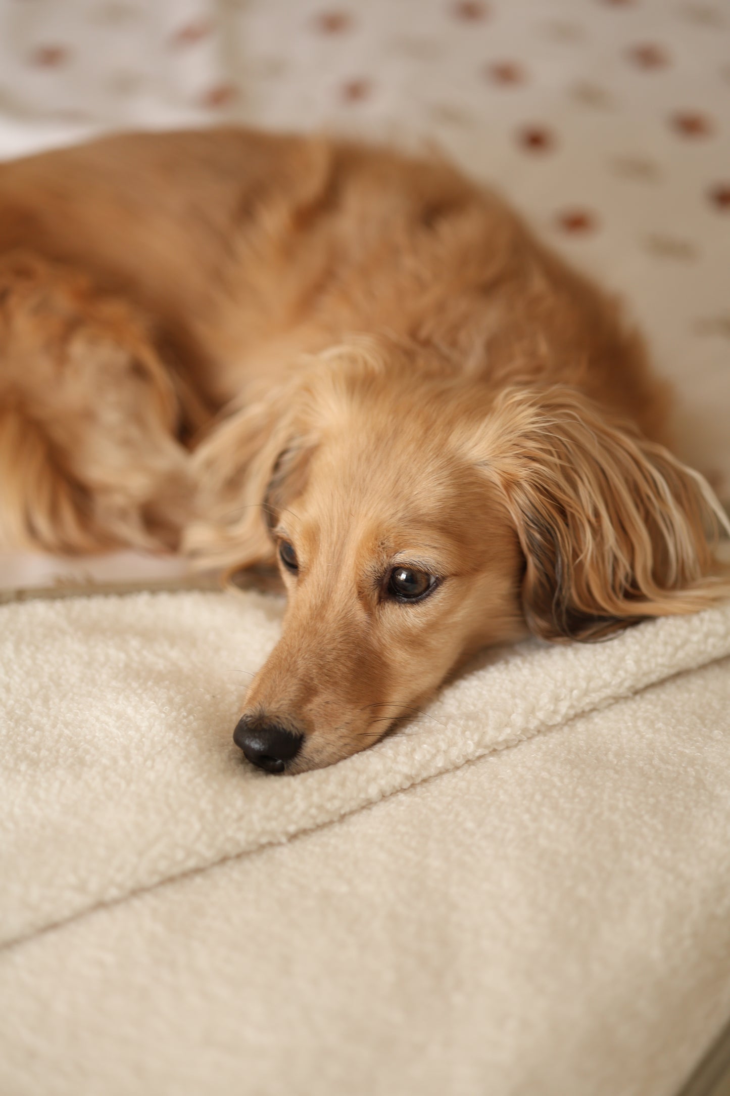 Dog Bed Blanket - Pumpkin Farm