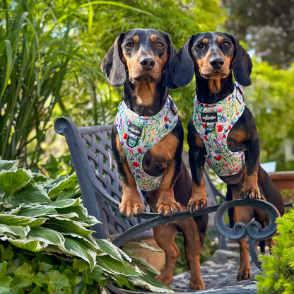 Adjustable Harness - Wildflower Meadow