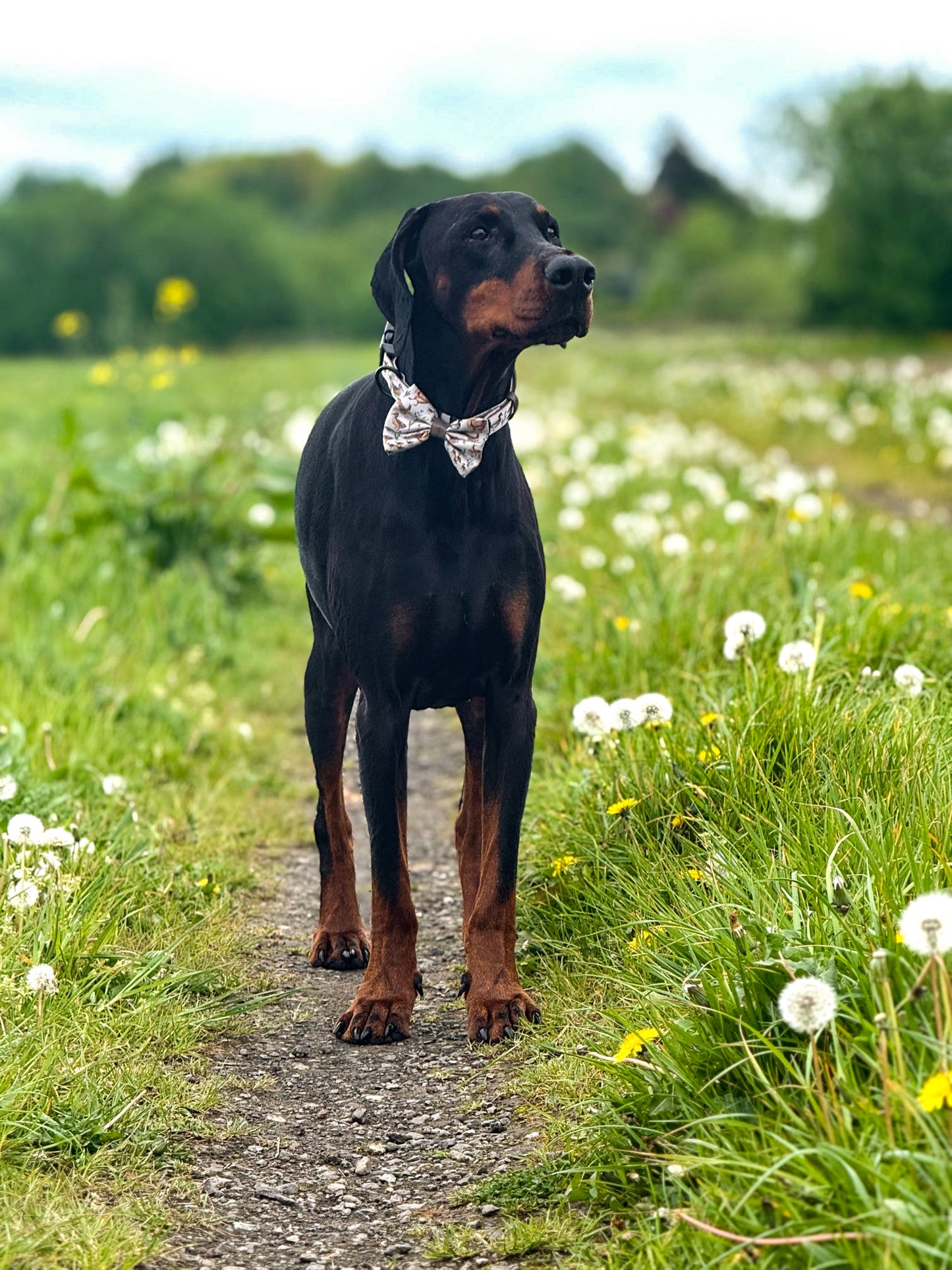 Dog Sailor Bow Tie - Cotswold Cottage