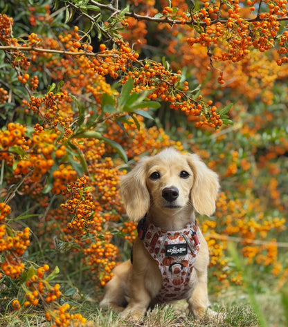 Hike & Go™ Harness - Pumpkin Farm