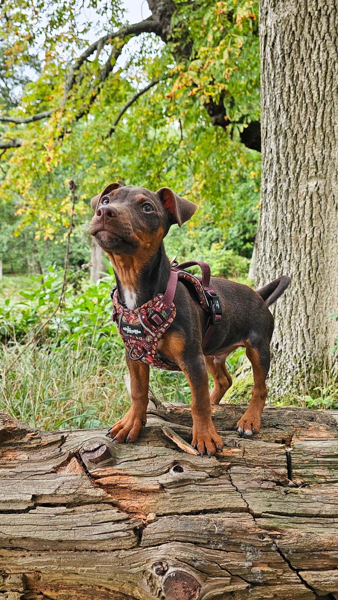 Hike & Go™ Harness - Foragers Forest