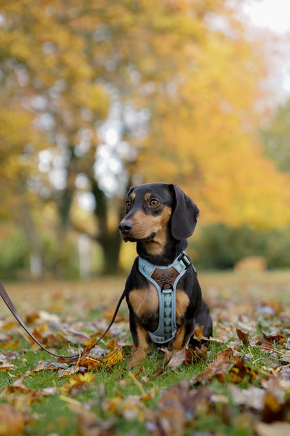 Streamline Pro™ Dog Harness - Daydream Heights