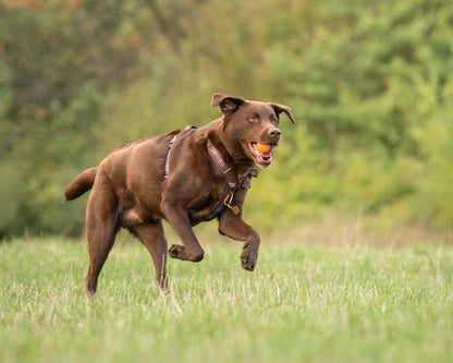 Streamline Pro™ Dog Harness - Heritage Collection - Truffle Brown