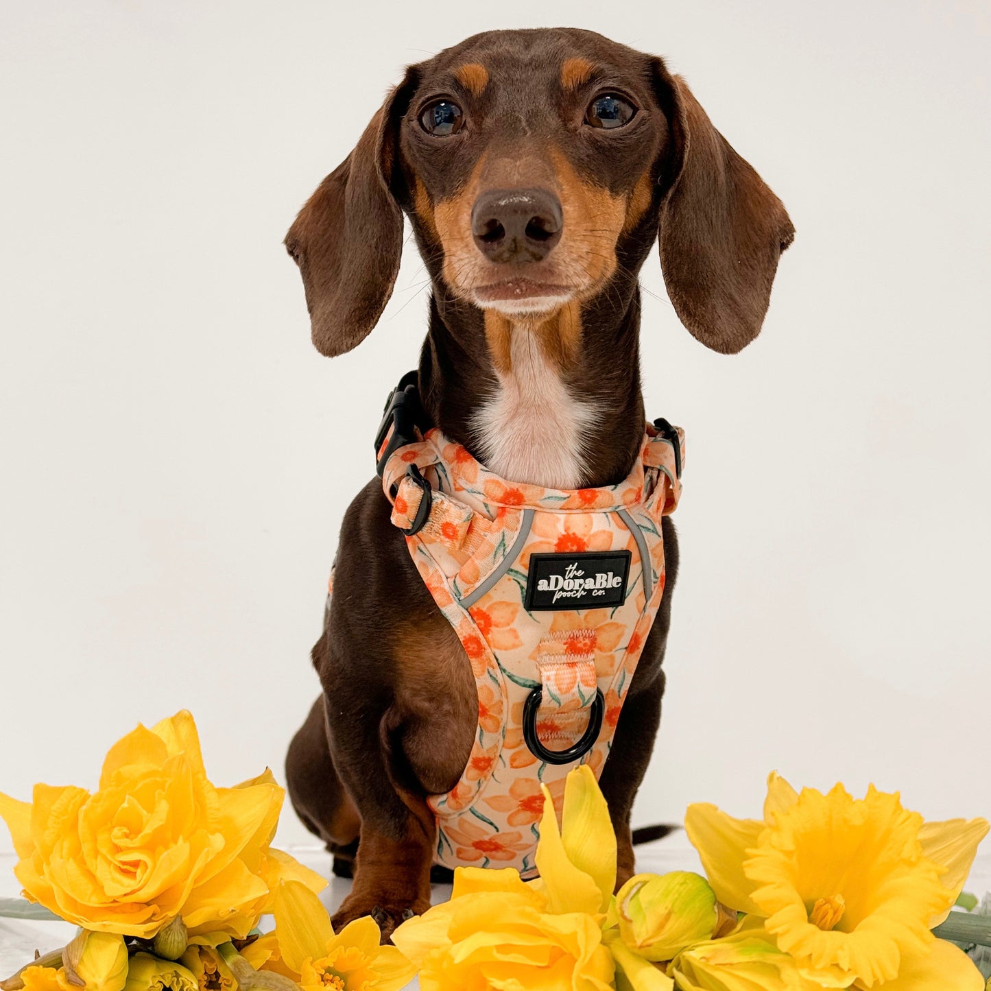 Hike & Go Lite™ Harness - Delicate Daffodils