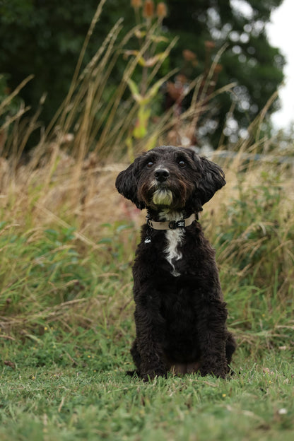 HydroFlex Lite™ Dog Collar - Stone