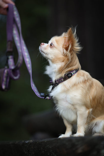 Collar - Moonlit Pines