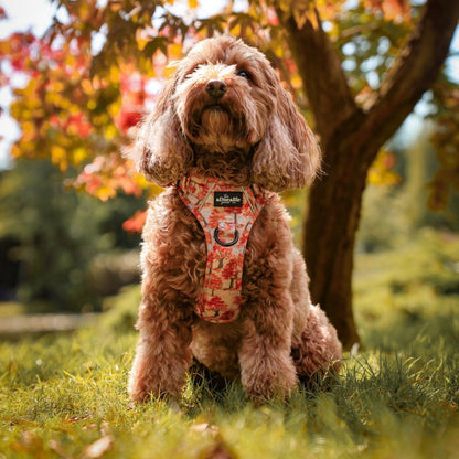 Hike & Go Lite™ Harness - Autumn Orchard