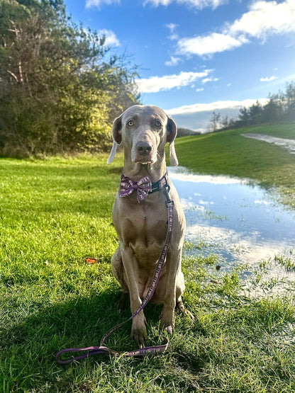 Sailor Bow Tie - Moonlit Pines