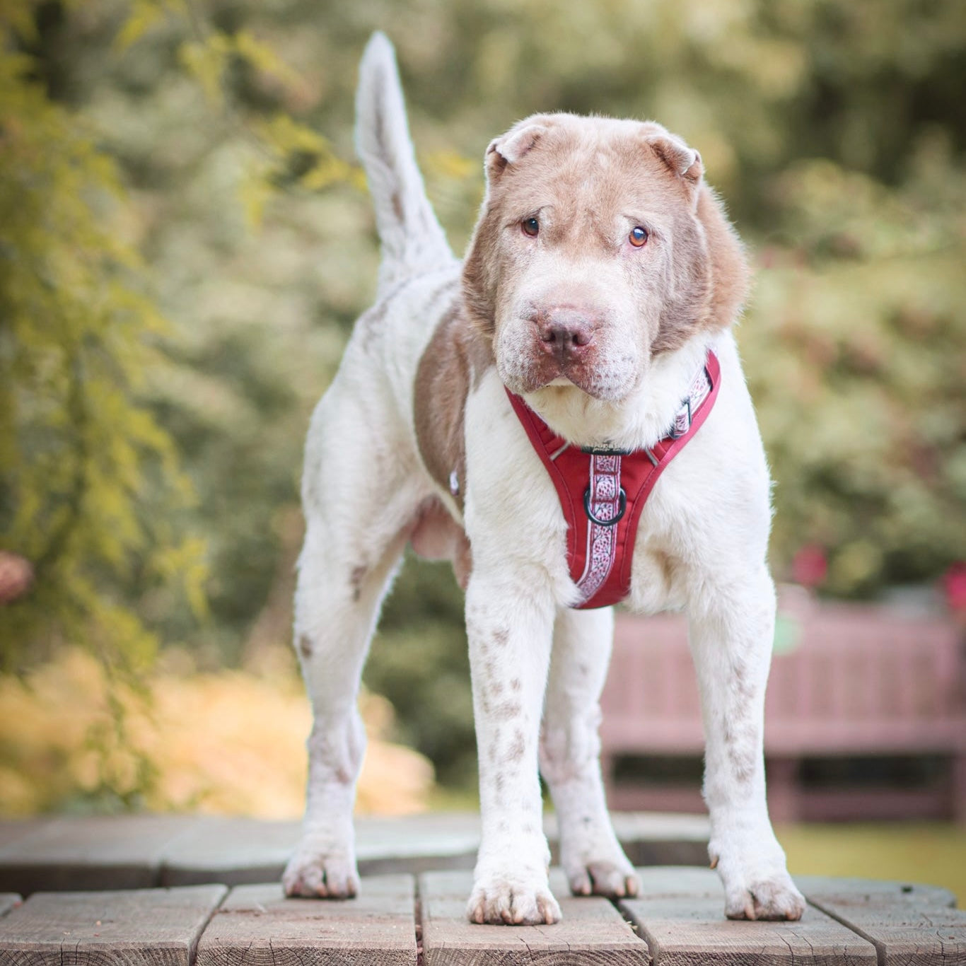 Hike & Go™ Harness - Cherrywood Ivy