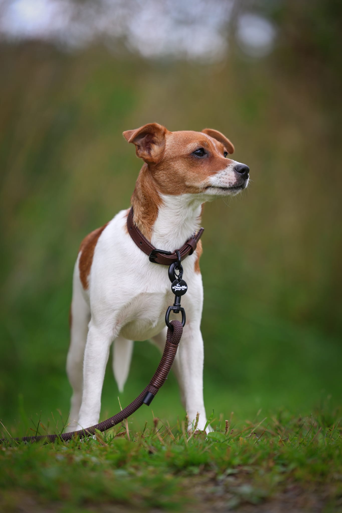 Heritage Faux Leather Dog Collar - Brown