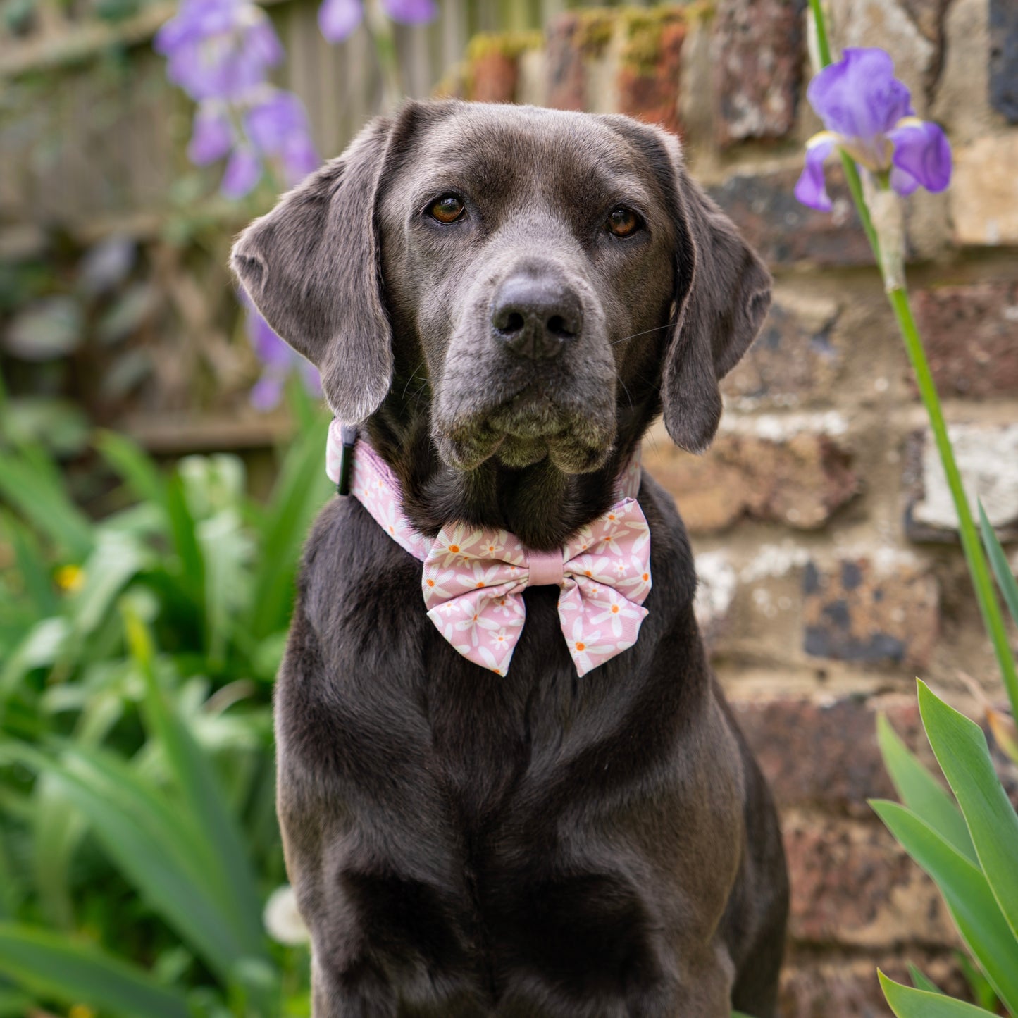 Sailor Bow Tie - Dandy Daisy