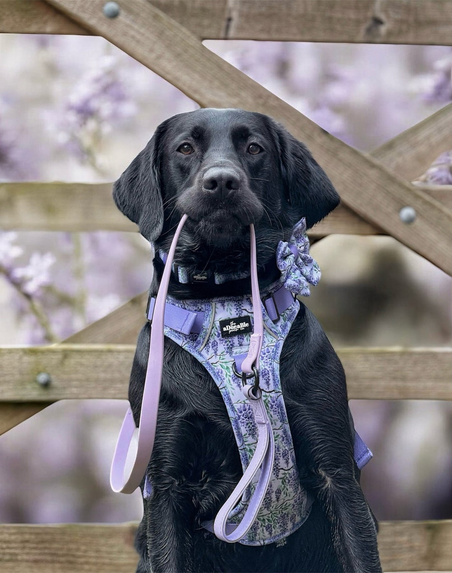 Hike & Go Lite™ Harness - Wisteria Waltz