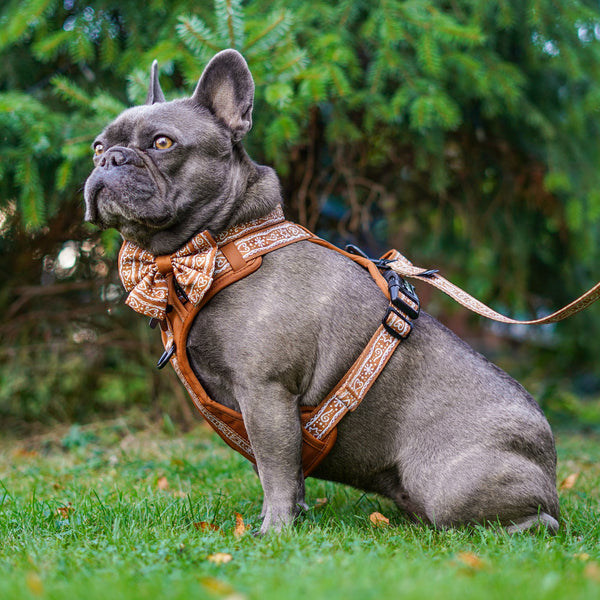 Hike & Go™ Harness - Gingerbread Frosting