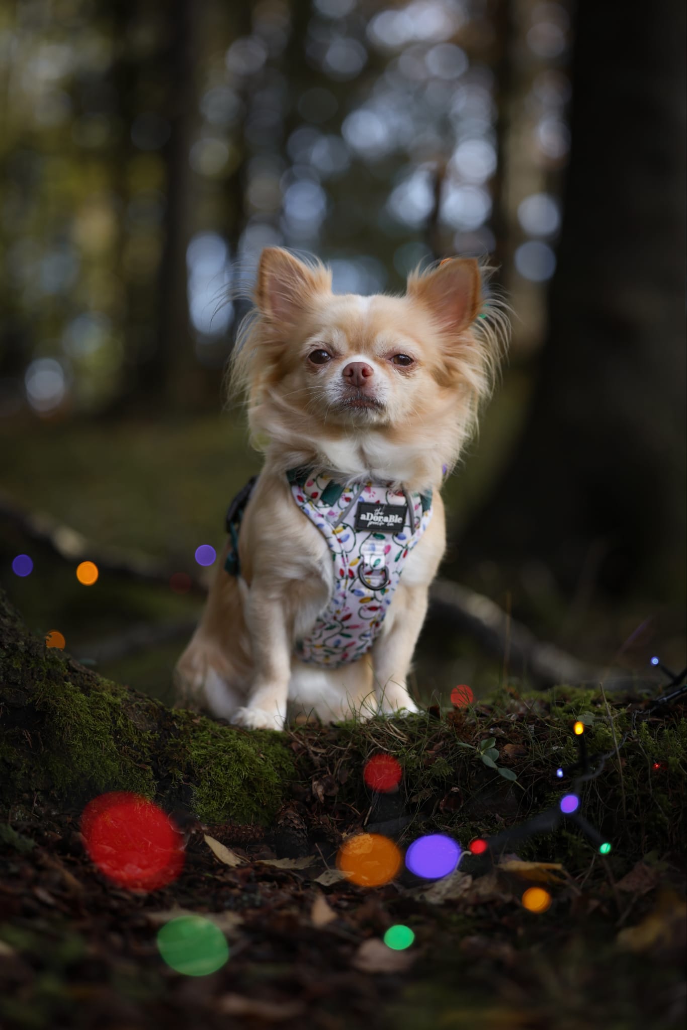Hike & Go Lite™ Harness - Festive Lights