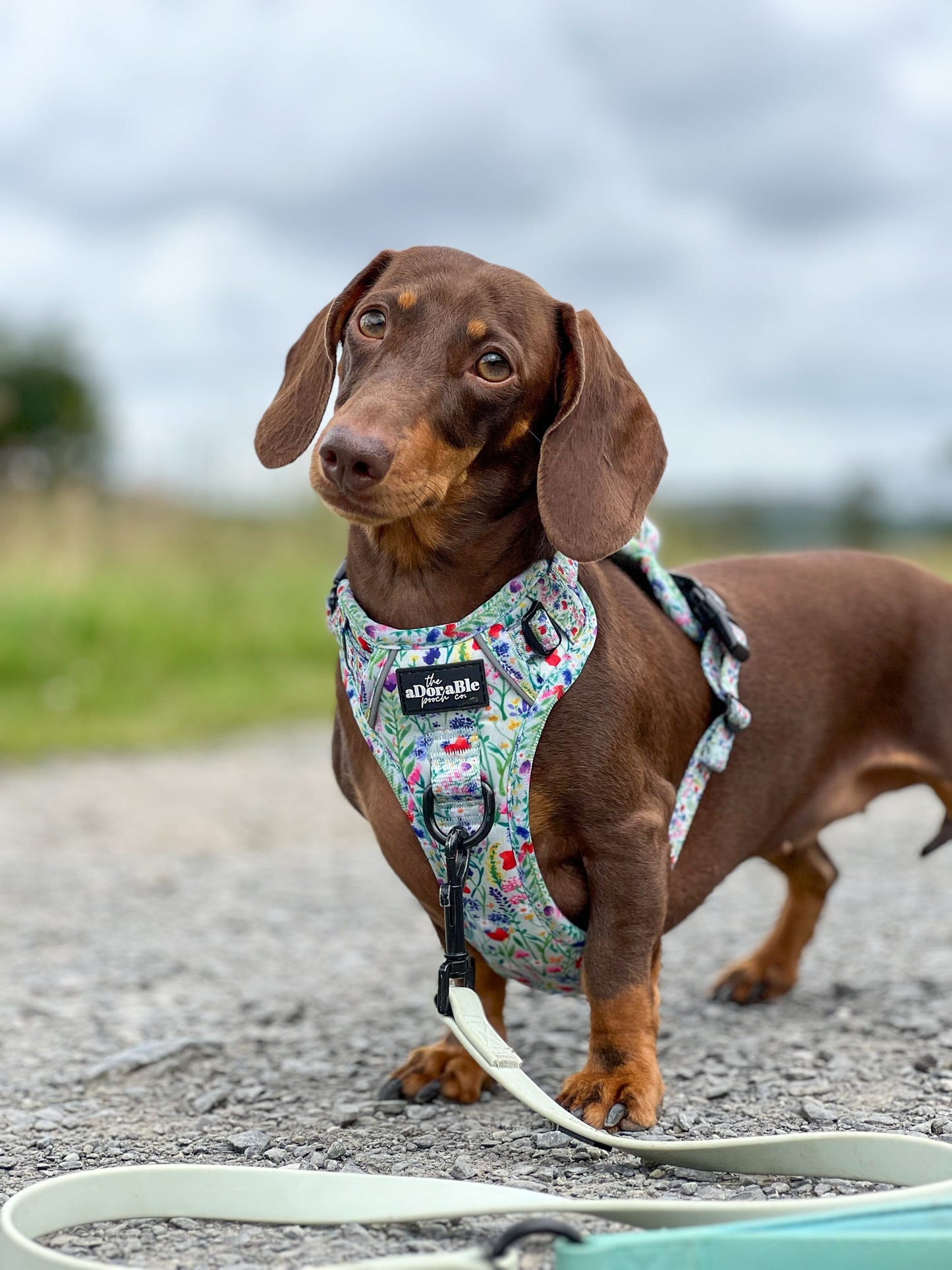 Hike & Go Lite™ Harness - Wildflower Meadow