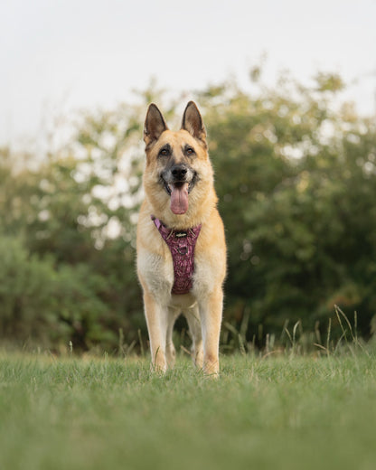 Hike & Go™ Harness - Highland Heather