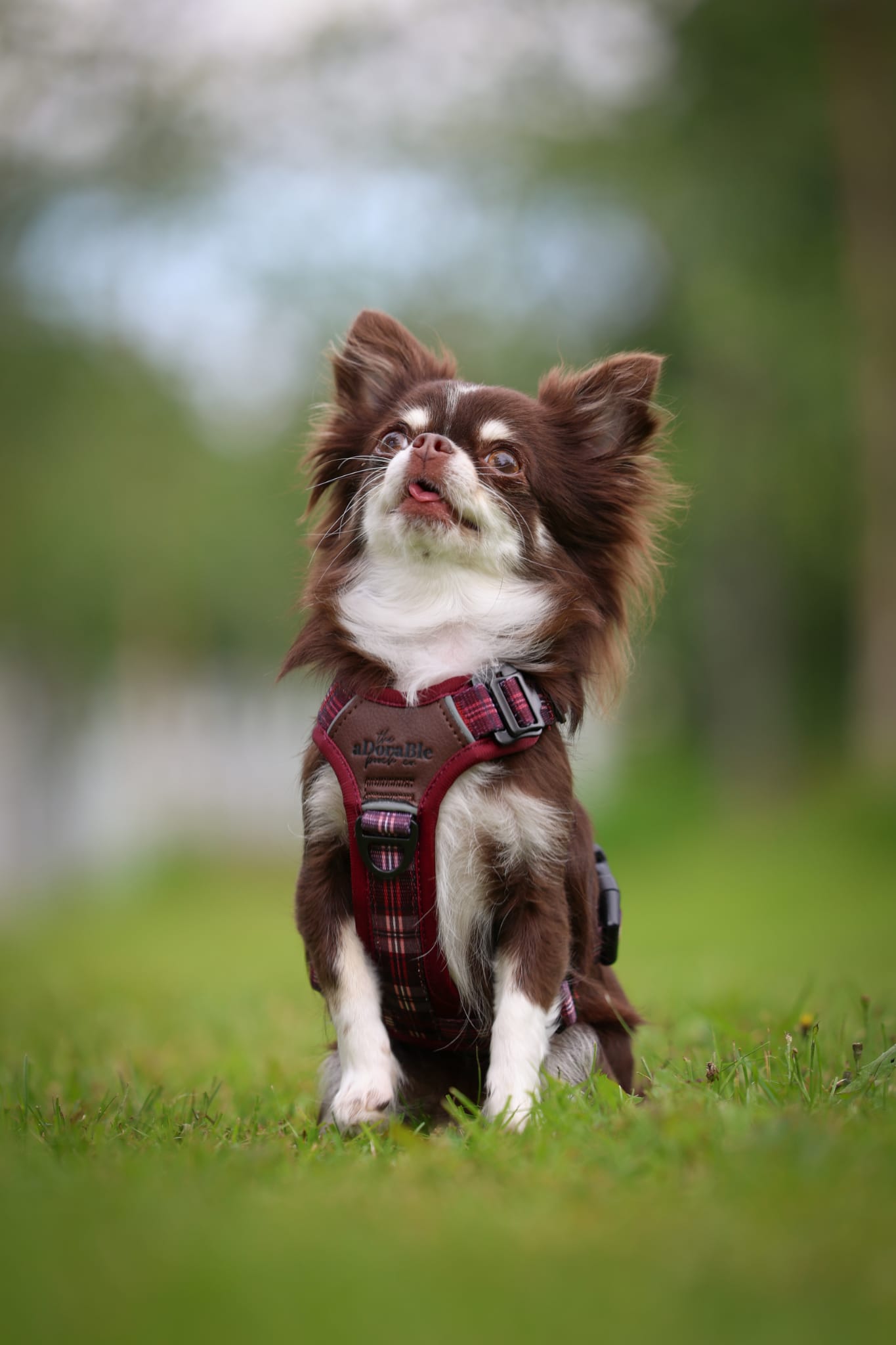 Streamline Pro™ Dog Harness - Heritage Collection - Merlot Manor