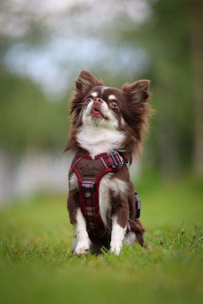 Streamline Pro™ Dog Harness - Heritage Collection - Merlot Manor
