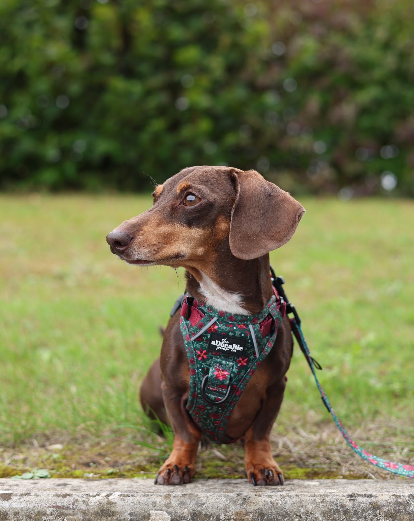 Hike & Go Lite™ Harness - Holly & Ivy