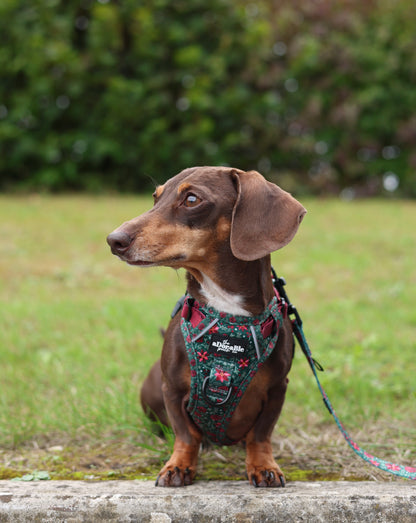 Hike & Go Lite™ Harness - Holly & Ivy