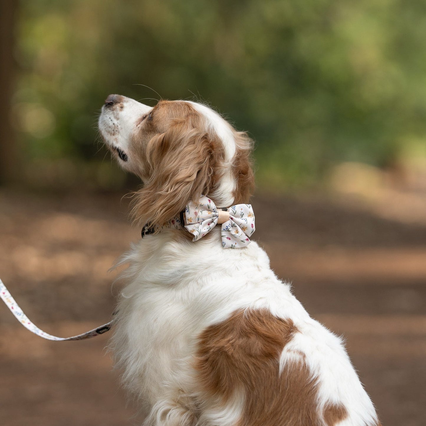 Dog Sailor Bow Tie - Spring Garden
