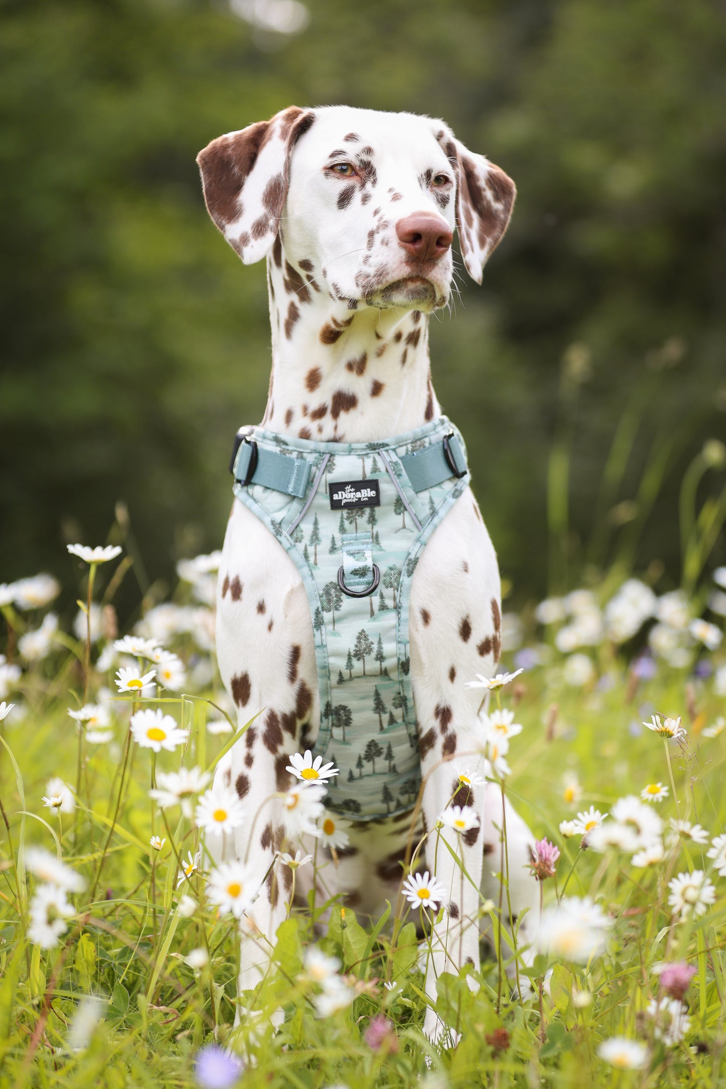 Hike & Go™ Harness - Countryside Hills