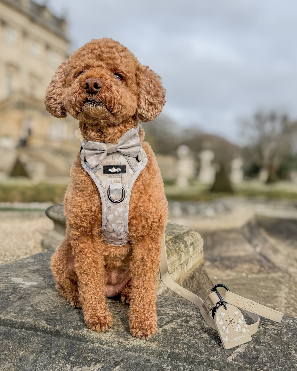 Laura Ashley Dog Dickie Bow Tie - Magnolia Grove