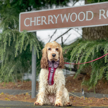 Hike & Go™ Harness - Cherrywood Ivy