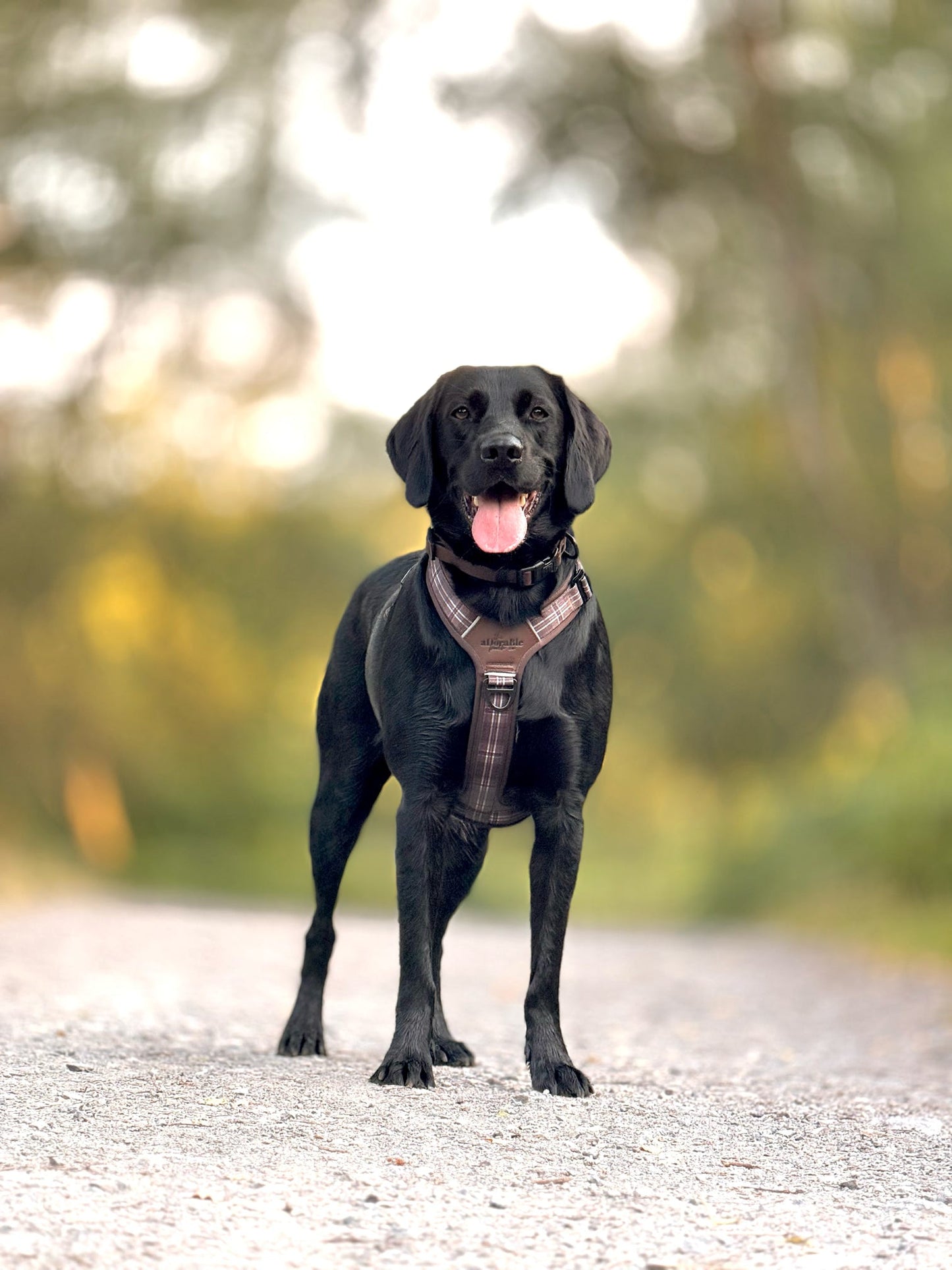 Streamline Pro™ Dog Harness - Heritage Collection - Truffle Brown