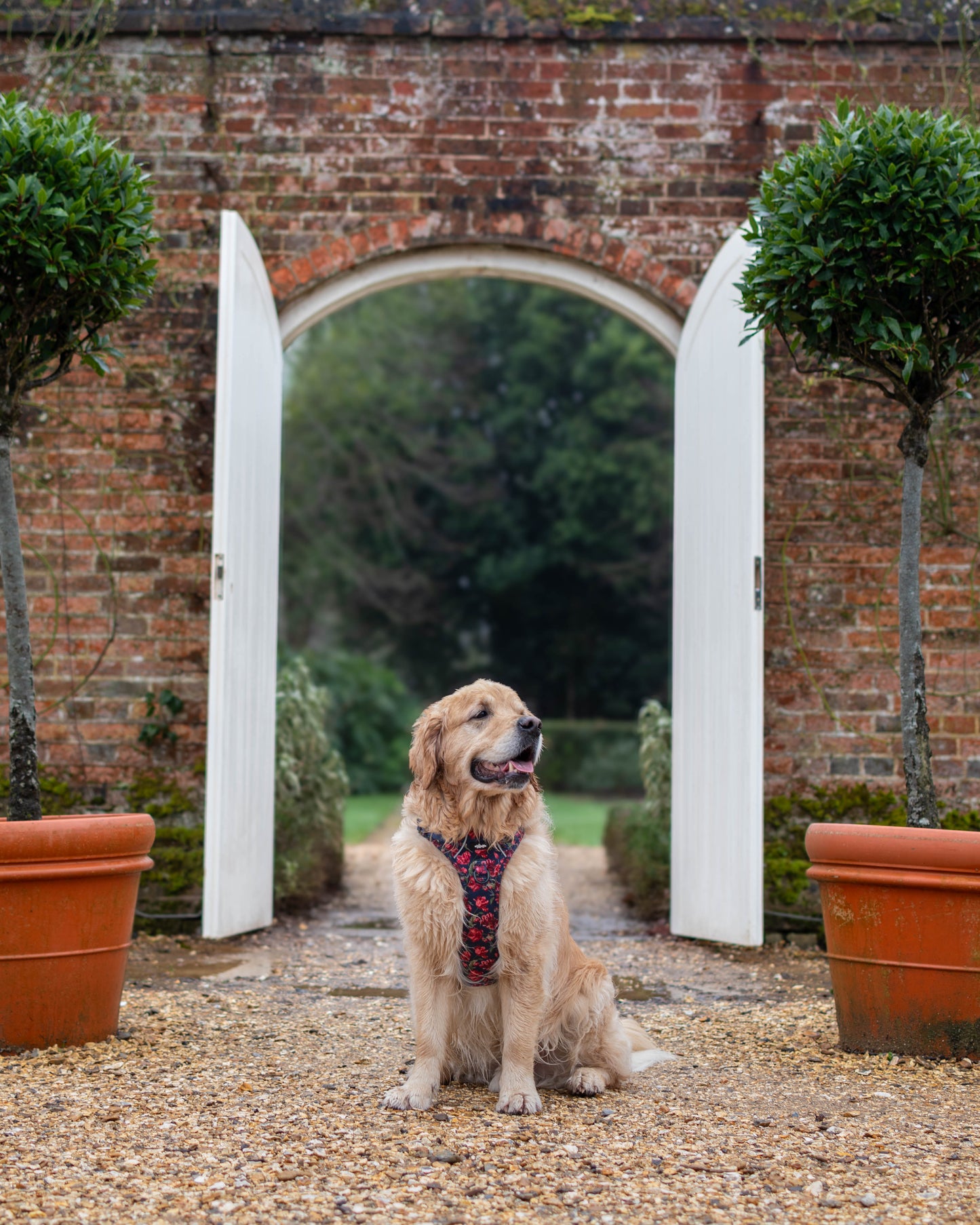 Laura Ashley Dog Harness - Gosford Meadow