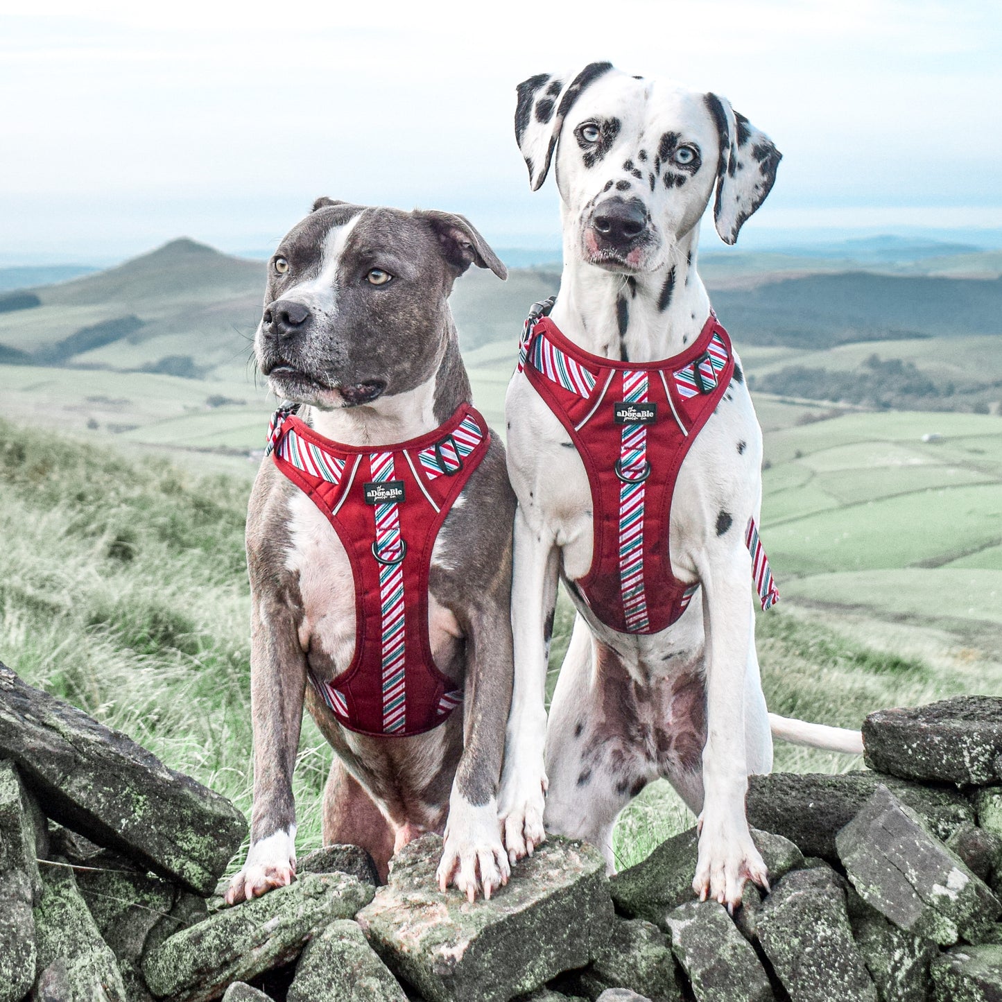 Hike & Go™ Harness - Candy Cane Swirl