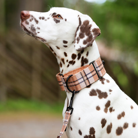Heritage Martingale Collar - Butterscotch Biscuit