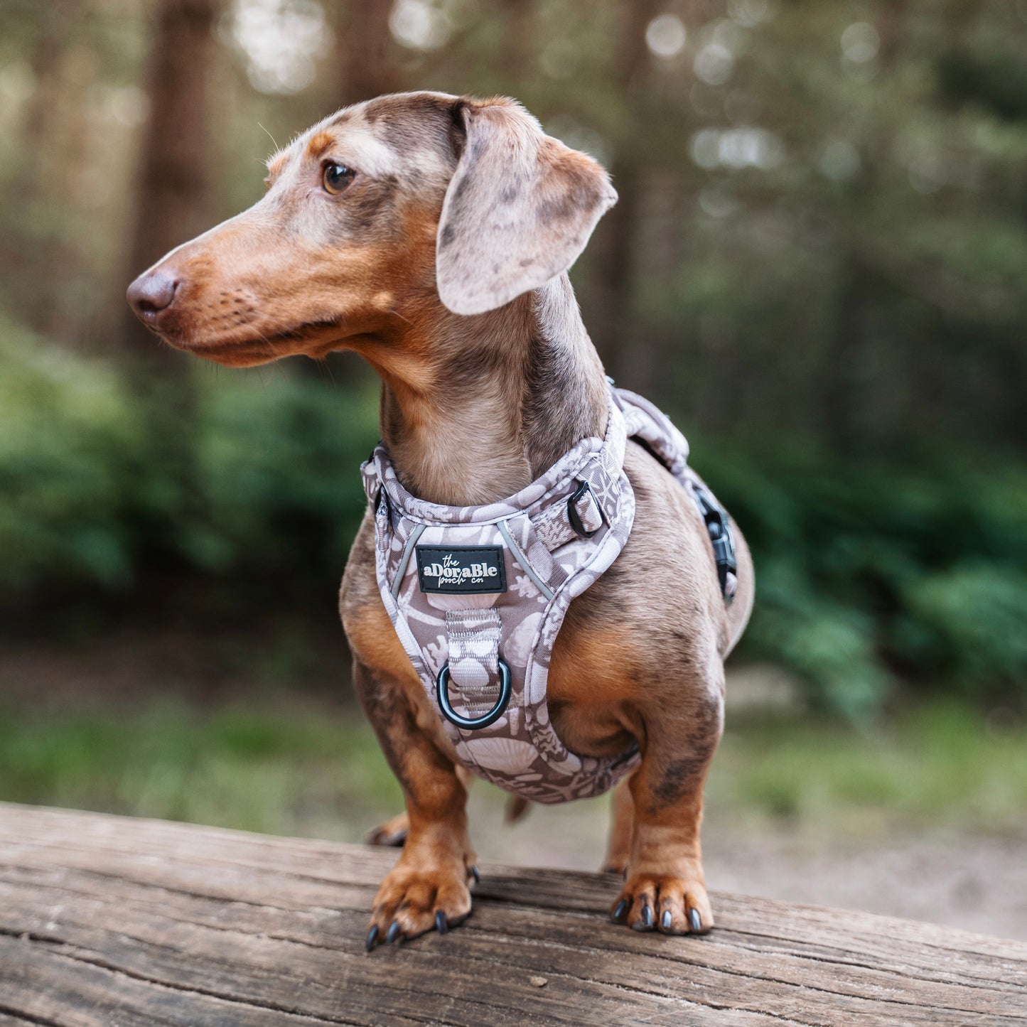 Hike & Go Lite™ Harness - Pebble Bay