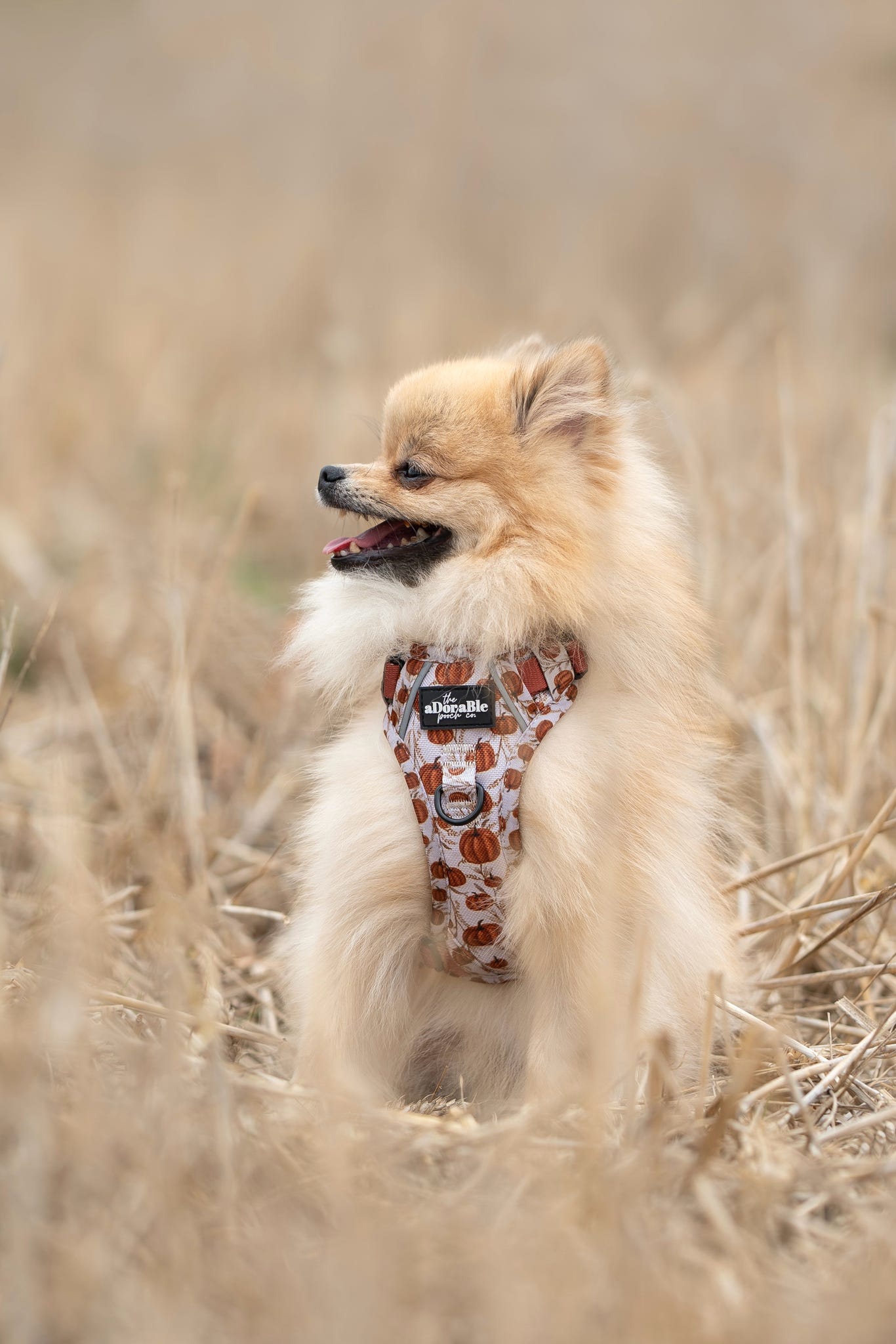 Hike & Go™ Harness - Pumpkin Farm
