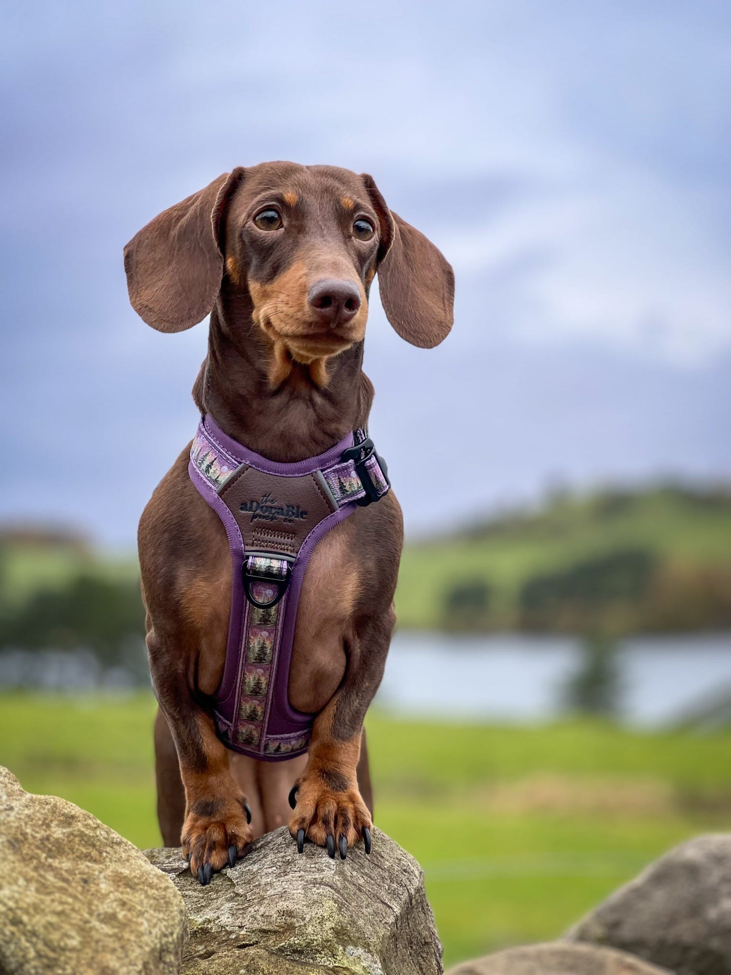 Streamline Pro™ Dog Harness - Moonlit Pines