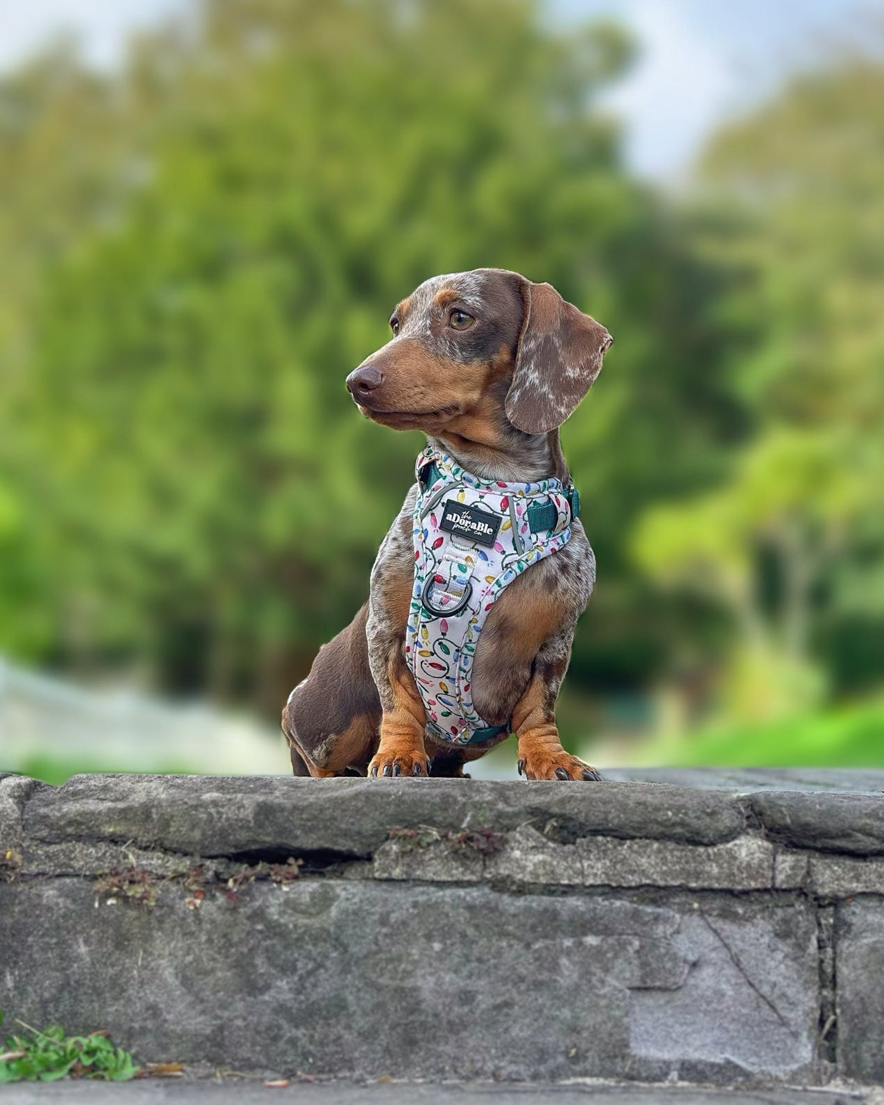 Hike & Go Lite™ Harness - Festive Lights