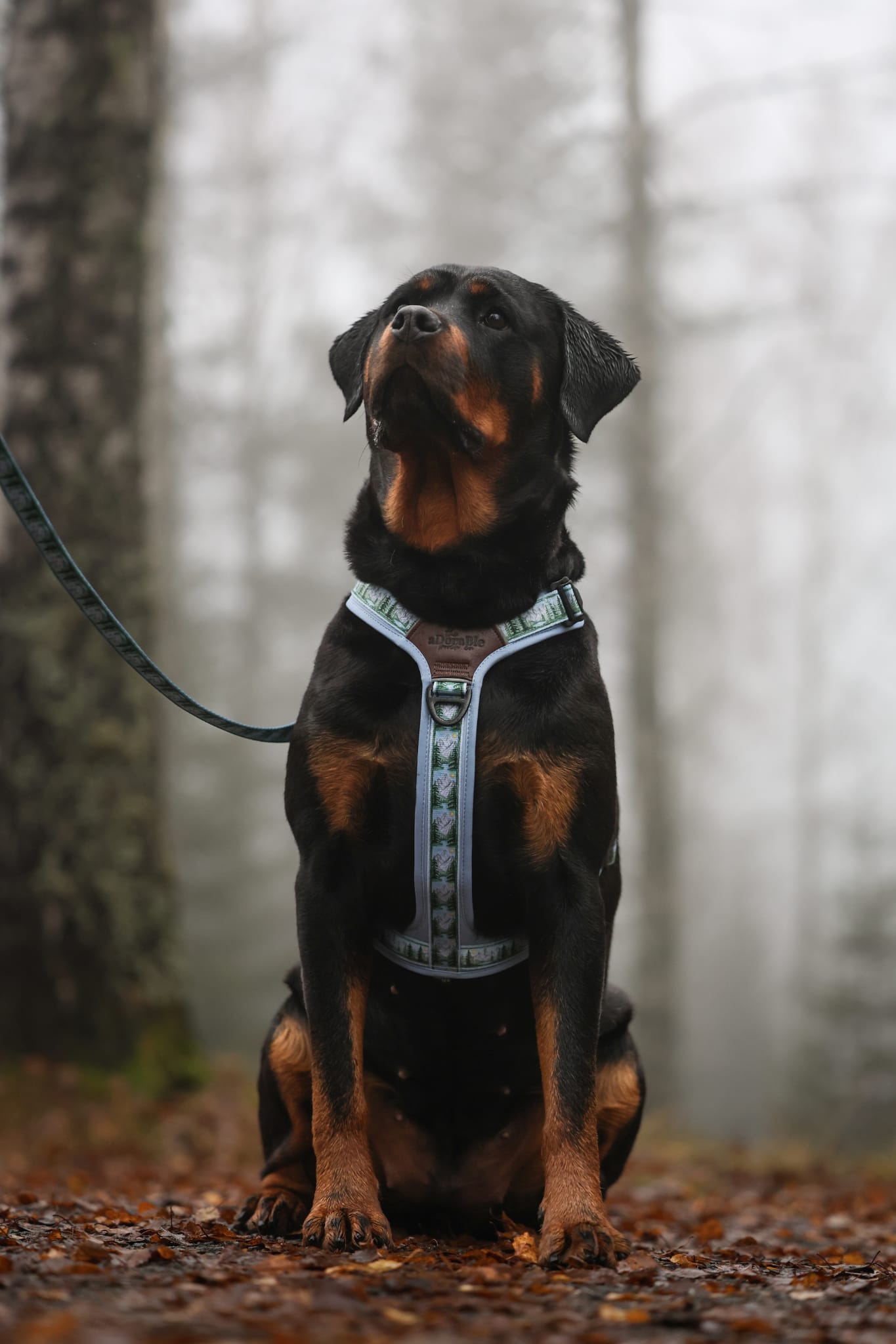 Streamline Pro™ Dog Harness - Daydream Heights