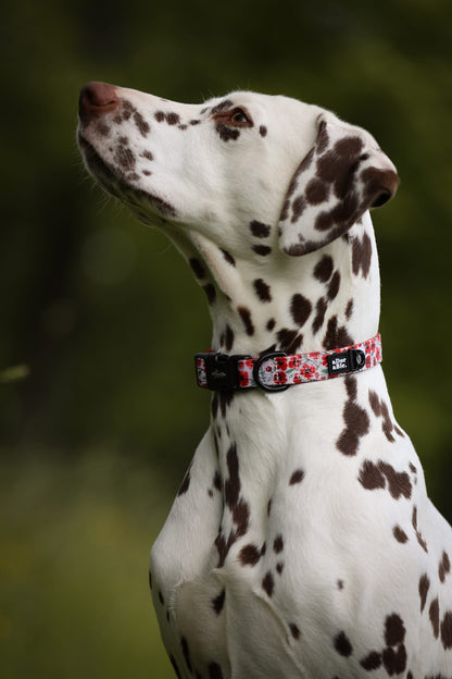Collar - Painted Poppies
