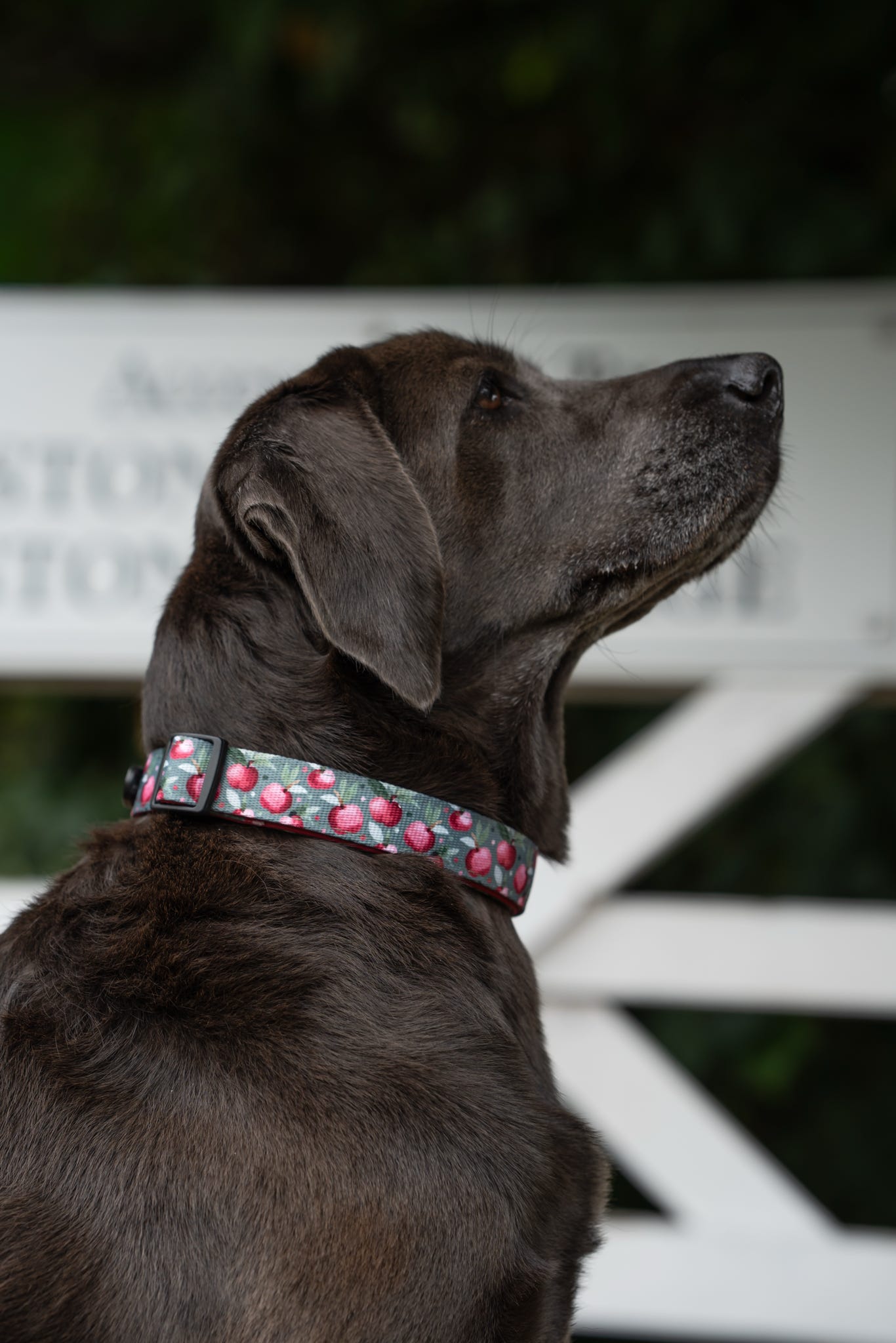Collar - Crab Apple Cottage