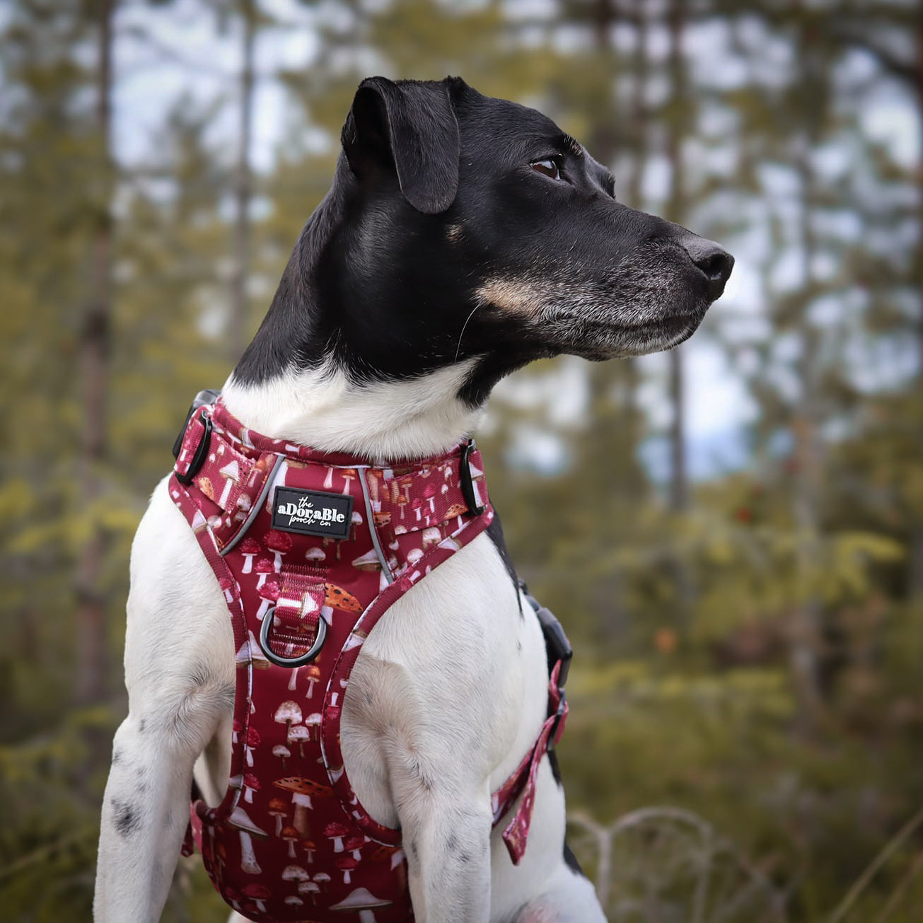 Hike & Go Lite™ Harness - Mulberry Mushrooms