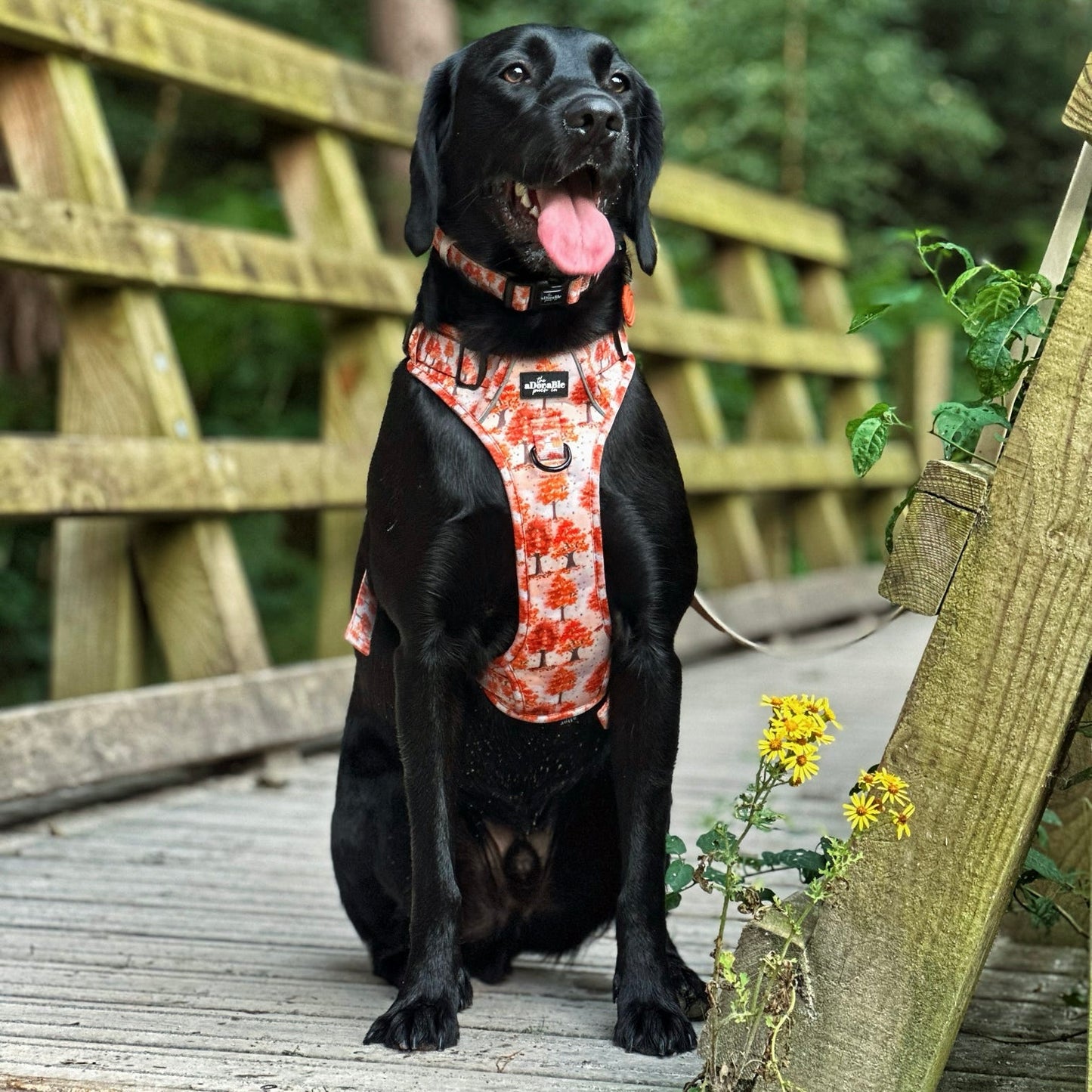 Hike & Go Lite™ Harness - Autumn Orchard