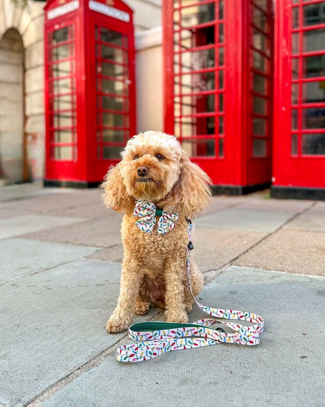 Lead - Festive Lights