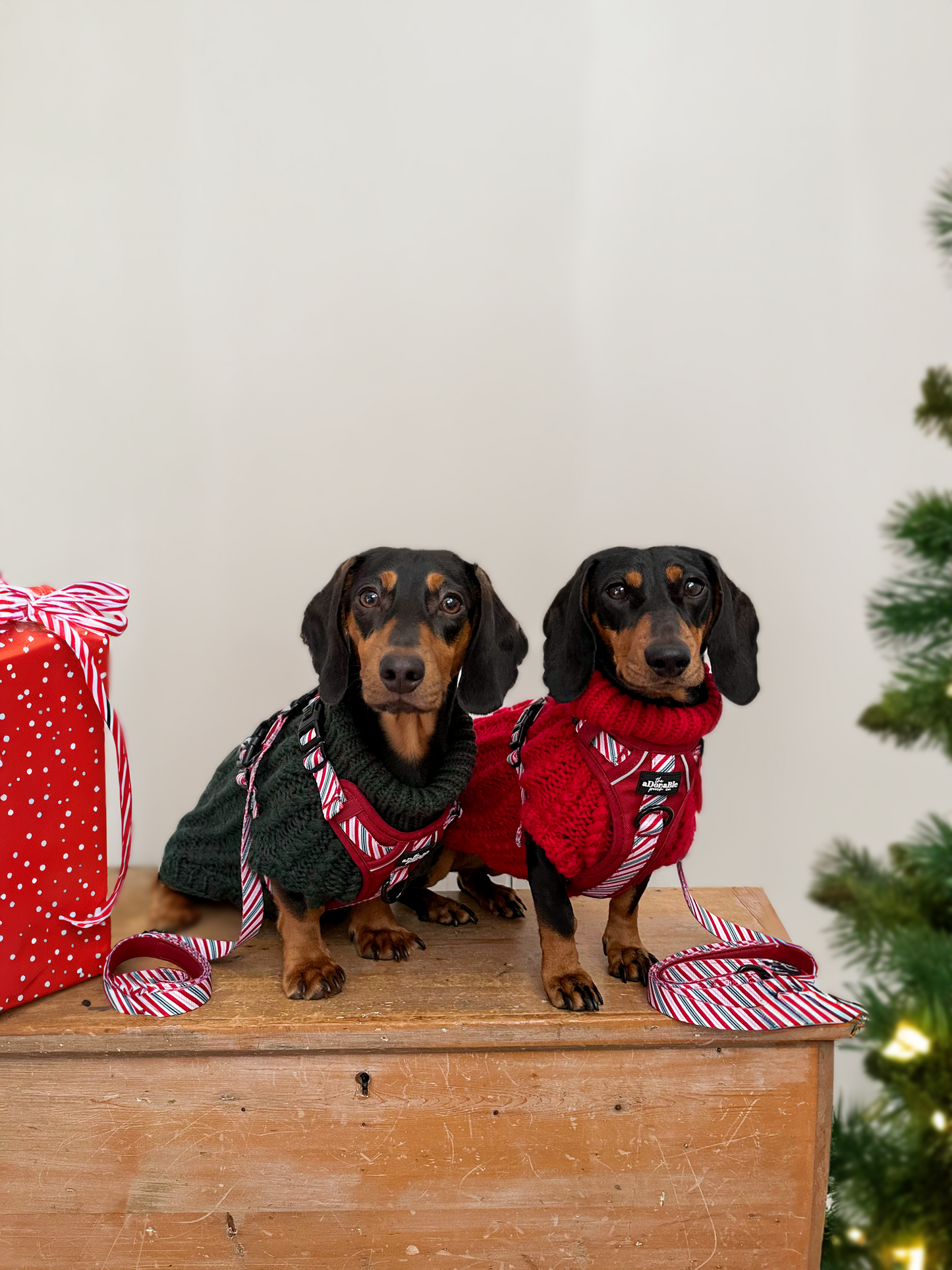 Hike & Go™ Harness - Candy Cane Swirl