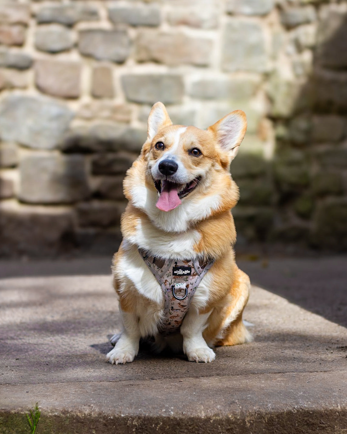 Hike & Go Lite™ Harness - Cotswold Cottage