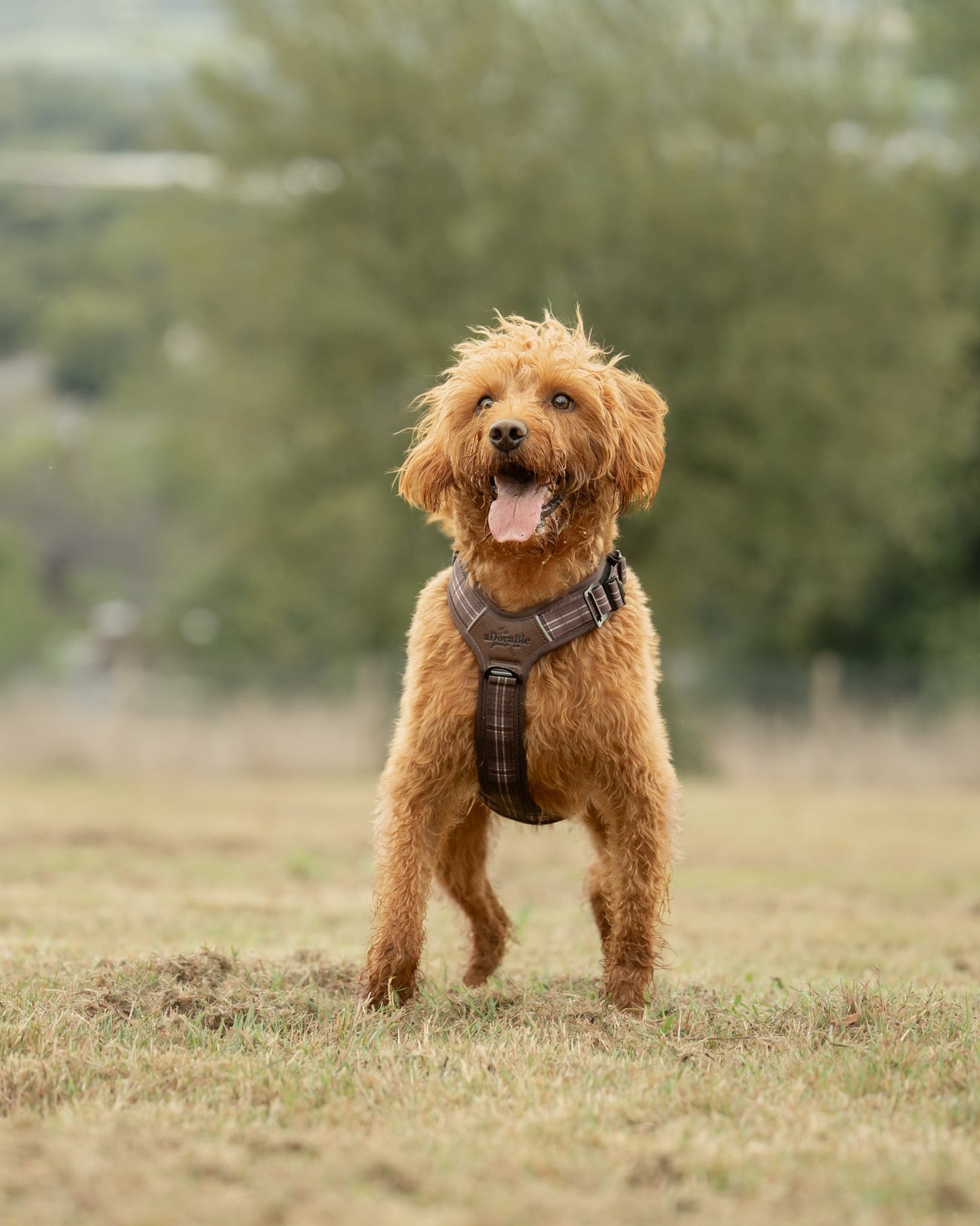Streamline Pro™ Dog Harness - Heritage Collection - Truffle Brown