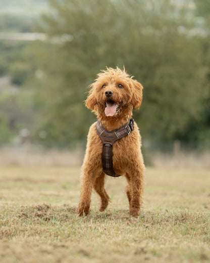 Streamline Pro™ Dog Harness - Heritage Collection - Truffle Brown