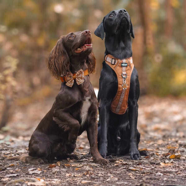 Hike & Go™ Harness - Gingerbread Frosting