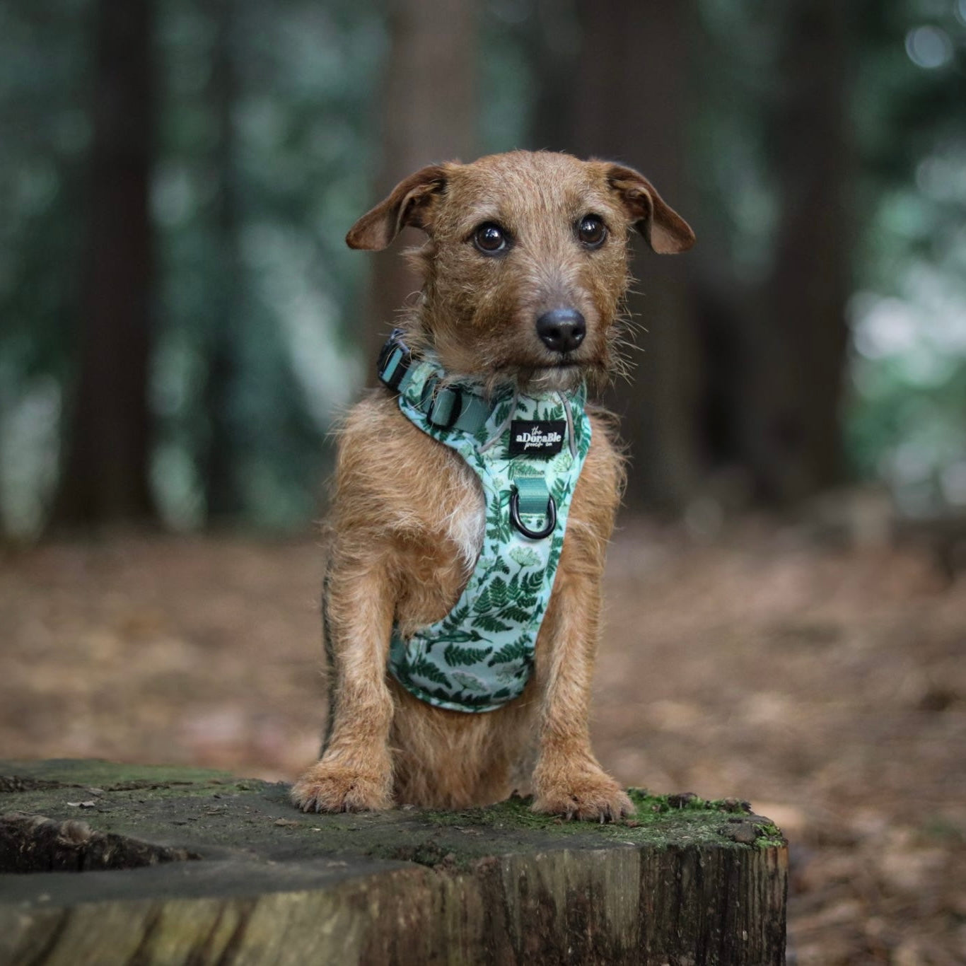 Hike & Go Lite™ Harness - Forest Of Ferns